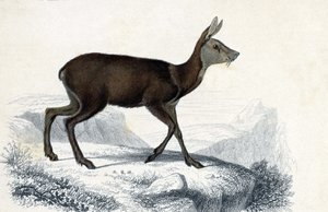 Dyretavle: Chevrotain (Moschus Pygnueus). Mammiferes quadrupedes ruminants - i "Dictionnaire universel d