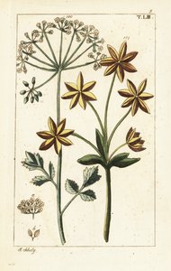 Anis eller anis, Pimpinella anisum. af Unbekannter Künstler
