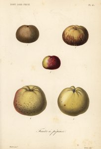 Æblesorter, Malus pumila af Unbekannt