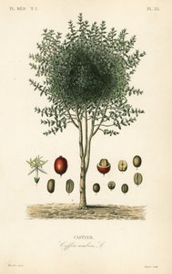 Arabisk kaffetræ, Coffea arabica, Cafeyer af Unbekannter Künstler