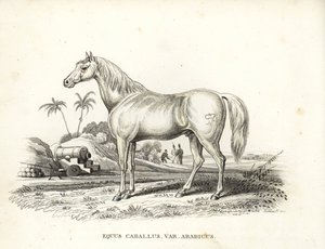 Arabisk hest eller araberhest, Equus caballus var. arabicus. Med Napoleons mærke på flanken og franske soldater og kanoner på en nordafrikansk slagmark. Håndkoloreret litografi fra Georg Friedrich Treitschkes naturhistoriske galleri. af Unbekannter Künstler
