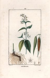 Asclepiade ou herbe à la wadding ou herbe aux parruches - Stik af Lambert fils, efter tegning af Pierre Jean Francois Turpin (1775-1840), uddrag fra La flore medicale, af Chaumeton, Poiret et Chamberet, Paris 1830 - Svaleurt, Vincetoxicum hirund af Unbekannter Künstler