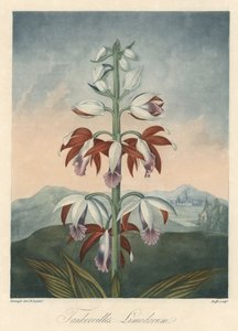 Asian Orchid Variety Eau forte, uddrag fra The Temple of Flora, af Dr. Robert Thornton (1768-1837) af Unbekannter Künstler