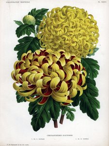 Efterårskrysantemum-hybrider: M. C. Orchard har stor gul blomst og karmoisinrød, og M. H. Cannell har stor gul blomst. af Unbekannter Künstler