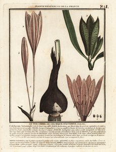 Efterårskrokus, Colchicum autumnale. af Unbekannter Künstler