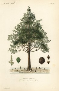 Skaldet cypres eller sumpcyprestræ, Taxodium distichum, Cypres chauve af Unbekannt