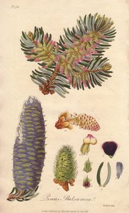 Balsamgran (Abies balsamea) - stærkt vand af William Clarke til illustration af "Medical Botanical, Description of the Medicinal Plants of London, Edinburgh and Dublin" af John Stephenson og James Morss Churchill, udgivet i London af John Churchill i 183 af Unbekannter Künstler