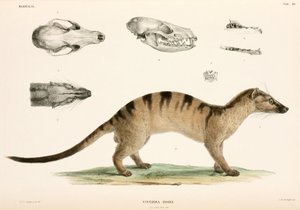 Båndet palmecivet, Indonesien af Unbekannter Künstler