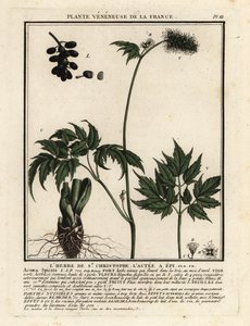 Banebær, Actaea spicata. af Unbekannter Künstler