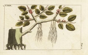 Banyan figentræ med luftrødder, Ficus benghalensis. af Unbekannter Künstler