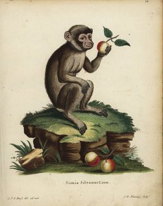 Berberabe eller makak, Macaca sylvanus. Truet af udryddelse. Simia silvanus Linn. Håndkoloreret kobberstik af C.D. Henning efter en illustration tegnet efter naturen af C.J.G. Reuss fra Johann Christian Daniel Schrebers Dyreillustrationer efter Naturen. af Unbekannter Künstler