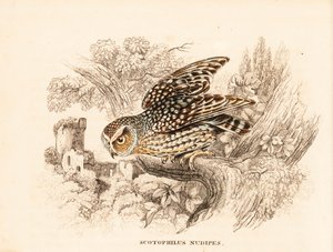 Bare-legged owl, Margarobyas lawrencii (Nøgenfodet natugle, Scotophilus nudipes). Håndkoloreret stålstik fra Georg Friedrich Treitschkes naturhistoriske galleri, Naturhistorischer Bildersaal des Thierreiches, Liepzig. af Unbekannter Künstler