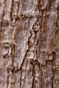 Bark II (fotografi) af Unbekannter Künstler