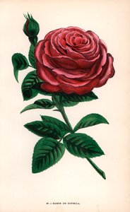 Baron de Gonella-rosen, en variant af Ile-Bourbon-rosen, opdrættet af Monsieur Guillot Sr. i Lyon i 1859. Kromolitografi tegnet og litograferet efter naturen af F. Grobon fra Hippolyte Jamain og Eugene Forneys "Les Roses", Paris, J. Rothschild. af Unbekannter Künstler