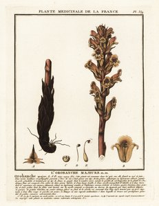 Sengehalm kosterape; Orobanche caryophyllacea. af Unbekannter Künstler