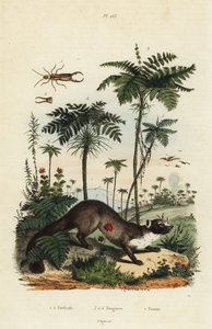 Bøgemår, Martes foina 7, øretvist, Forficula auricularia 1,2 og bregnesorter, Filices arter 3-6 af Unbekannt