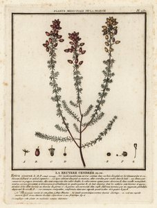 Klokkelyng, Erica cinerea. af Unbekannter Künstler