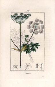 Berce ou charavie - Stik af Lambert fils, efter en tegning af Pierre Jean Francois Turpin (1775-1840), fra La flore medicale, de Chaumeton, Poiret et Chamberet, Paris 1830 - Almindelig bjørneklo eller kohvede, Heracleum sphondylium - Stik af Lambert J af Unbekannter Künstler