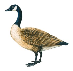 Bernache du Canada - Canadagås (Branta canadensis) af Unbekannter Künstler
