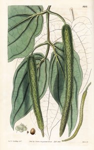 Betel - Betelpebber, Piper betle. Håndkoloreret kobberstik af Swan efter en illustration af pastor L. Goulding fra Samuel Curtis