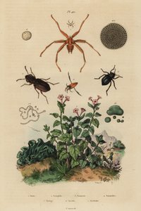 Storøjet bille, Notiophilus biguttatus, rygsvømmer, Nononecta-arter, nummulitfossil, mørkebille, Nyctelia-arter, flagermusflue, Nycteribia-arter af Unbekannt