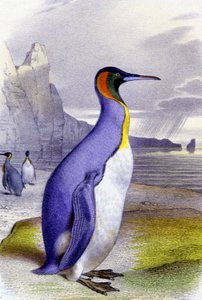 Stor pingvin, ca. 1850 (litografi) af Unbekannter Künstler