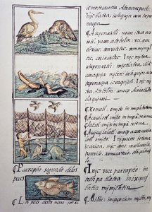 Fuglejagt på søen, side fra den florentinske Codex, tosproget version på spansk og Nahuatl, General History of the Things of New Spain, af den spanske missionær Fray Bernardino de Sahagun (1499-1590). Aztekisk civilisation af Benjamin Baud