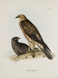 Rovfugle, Galapagos-øerne, c 1832-1836 af Unbekannt