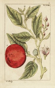 Bitter appelsin eller Sevilla appelsin, Citrus x aurantium. af Unbekannter Künstler