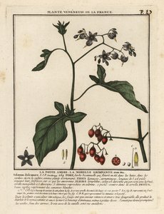 Bittersød natskygge, Solanum dulcamara. af Unbekannter Künstler