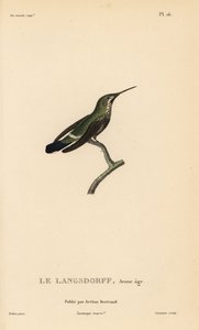 Sortbuget tornskade, Discosura langsdorffi (Ornismya langsdorfii). Umoden. Håndkoloreret stålstik af Coutant efter en illustration af Jean-Gabriel Pretre fra Rene Primevere Lessons Natural History of the Colibri Genus of Hummingbirds. af Unbekannter Künstler