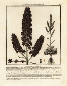 Sort falsk hellebore, Veratrum nigrum. af Unbekannter Künstler