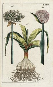Sort hvidløg (black garlic), Allium nigrum 186, og løg, Allium cepa, løg 187 og blomst 188. Håndkoloreret kobberstik af en botanisk illustration fra G. T. Wilhelms "Unterhaltungen aus der Naturgeschichte" (Encyclopedia of Natural History). af Unbekannter Künstler