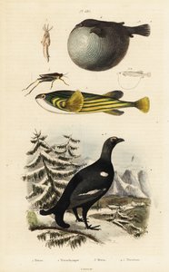 Orrfugle, pufferfish og groundhopper. af Unbekannter Künstler