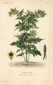 Sort hønsebane eller stinkende natskygge, Hyoscyamus niger, Jusquiame noire af Unbekannt