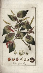 Skål med sort peber (Piper nigrum). Litografi fra "Afbeelding der Artseny-Gewassen" af Johannes Zorn (1739-1799), Holland af Unbekannter Künstler