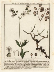 Blærecampion, Silene vulgaris. af Unbekannter Künstler