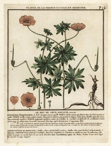 Forbandet tranenæb, Geranium sanguineum. af Unbekannter Künstler