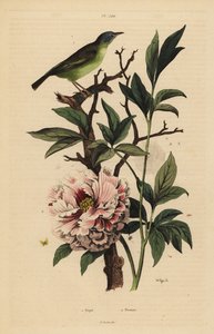 Blåhovedet fanhale, Rhipidura cyaniceps 1 og pæon, Paeonia suffruticosa 2 af Unbekannt