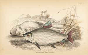 Bocachico eller koulimata, Prochilodus rubrotaeniatus (blegrødstribet laksekarpe, Prochilodus rubro-taeniatus). Håndkoloreret stålstik af W.H. Lizars efter en illustration af James Stewart fra Robert Schomburg