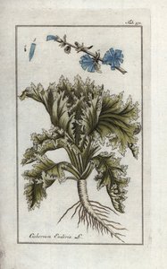 Botanisk: Endivie, Cichorium endivia. Håndkoloreret botanisk kobberstik fra Johannes Zorns "Afbeelding der Artseny-Gewassen", Jan Christiaan Sepp, Amsterdam. af Unbekannter Künstler