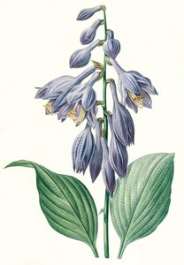 Botanisk Illustration/Redoubt/Hosta ventricosa af Unbekannt