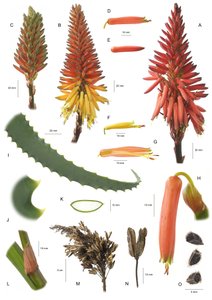 Botanisk tavle/Aloe arborescens/Aloe arborescens af Unbekannt