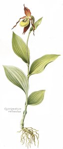 Botanisk tavle/Cypripedium calceolus/Venus hov af Unbekannt