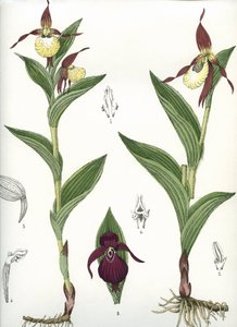 Botanisk tavle/Cypripedium calceolus/Venus hov af Unbekannt