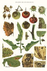 Botanisk bestyrelse/frugtgrøntsagssygdomme af Unbekannt