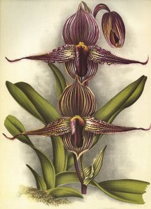 Botanisk tavle/Paphiopedilum rothschildianum/Lindenia af Unbekannt