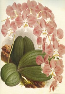 Botanisk tavle/Phalaenopsis sanderiana/Lindenia af Unbekannt