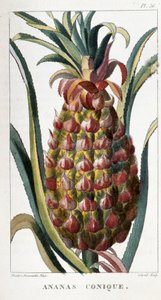 Botanisk tavle/Ananas af Unbekannt