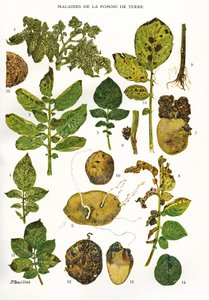 Botanisk tavle/Kartoffelsygdomme/Solanum tuberosum af Unbekannt